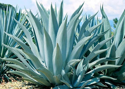 Blue Maguey Aloe Plant Seeds for Planting – Blue-Green Succulent