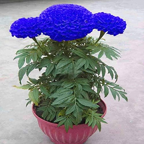 Blue Maidenhair flower seeds