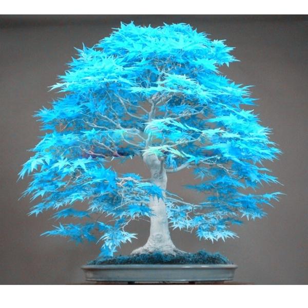 Blue Metasequoia flower seeds