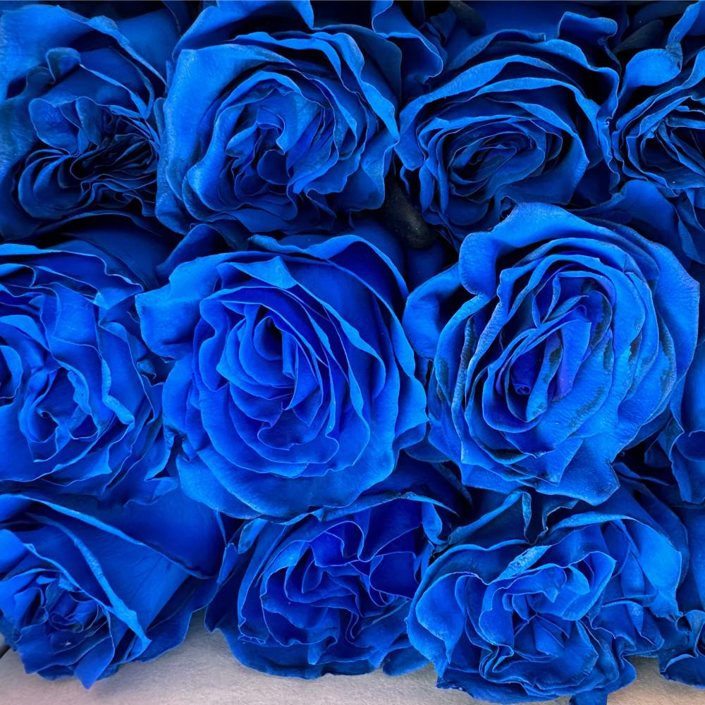 Blue Rose flower seeds