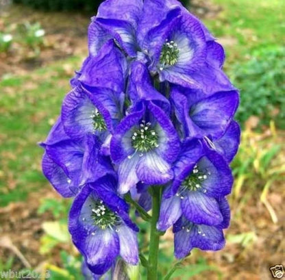 Blue Monkshood flower seeds