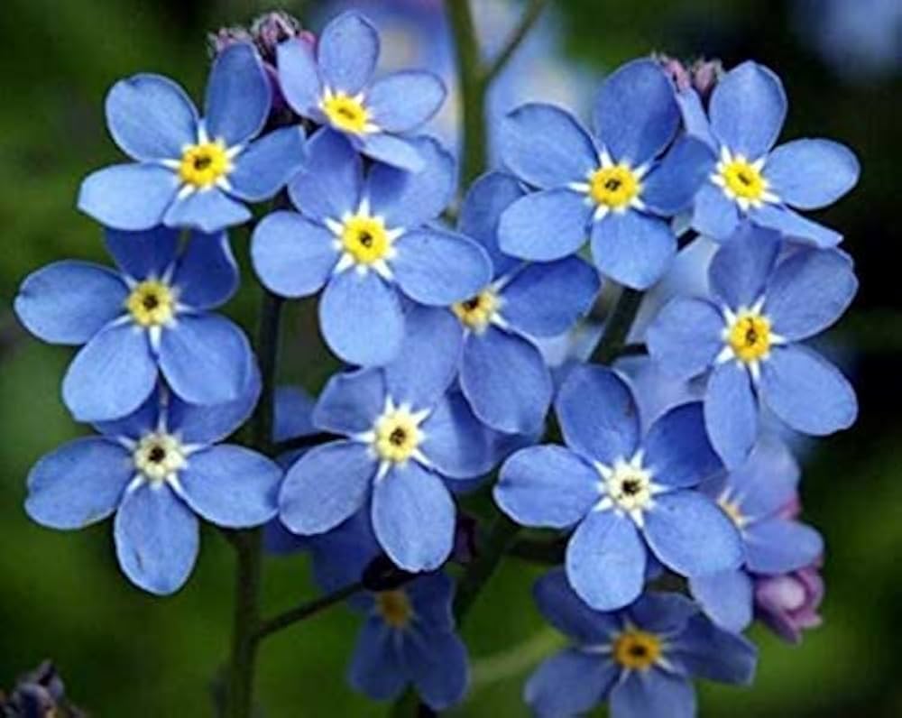 Blue Myosotis flower seeds