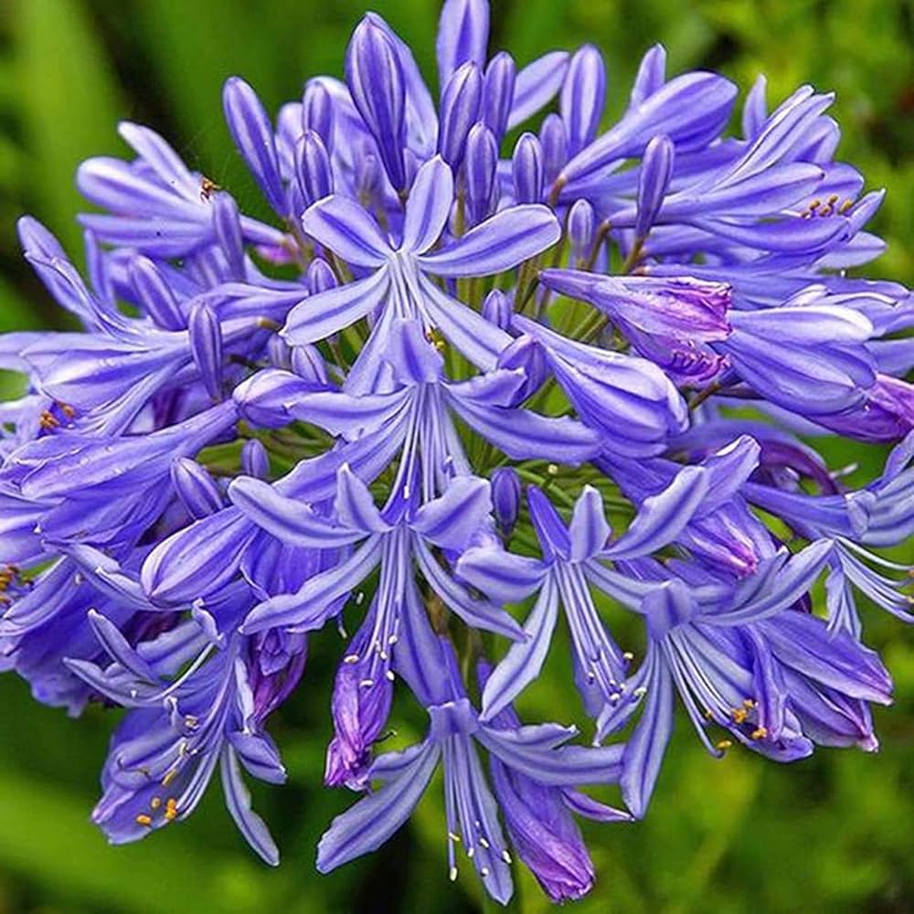 Blue Nile flower seeds