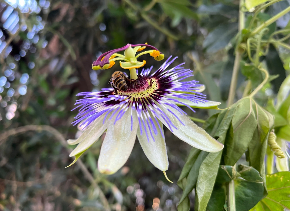 Passionflower flower seeds