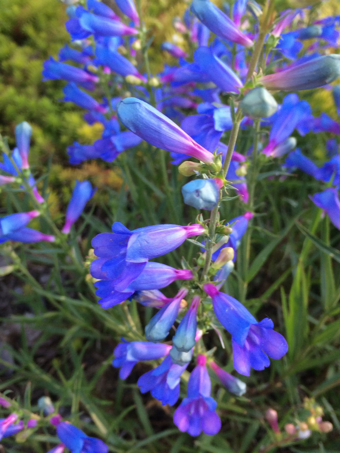 Blue Penstemon flower seeds
