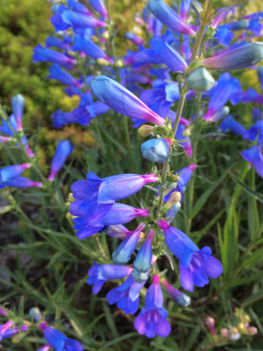 Blue Penstemon flower seeds