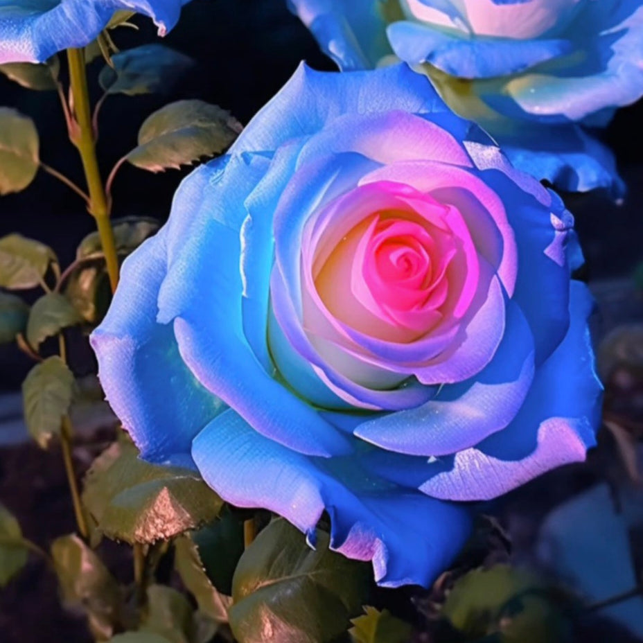 Blue Pink flower seeds