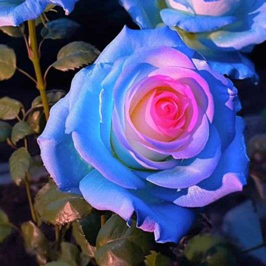 Blue Pink flower seeds