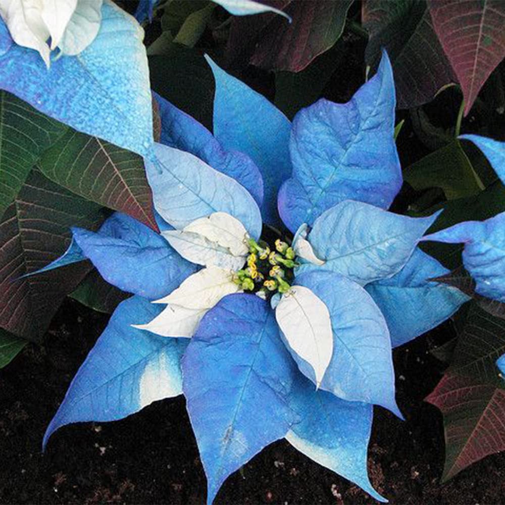 Blue Poinsettia flower seeds