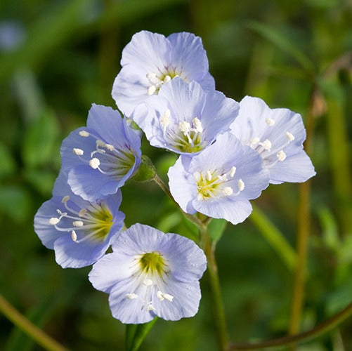 Blue Polemonium flower seeds