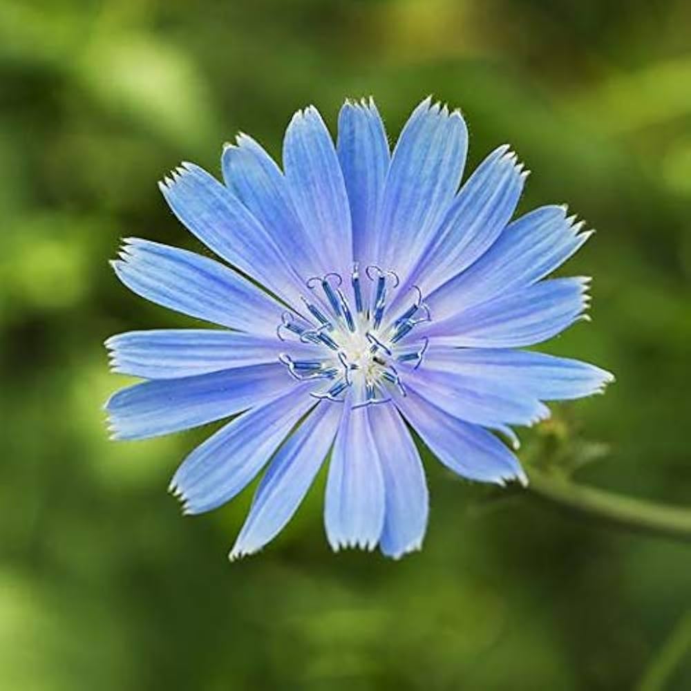 Blue Cichorium flower seeds