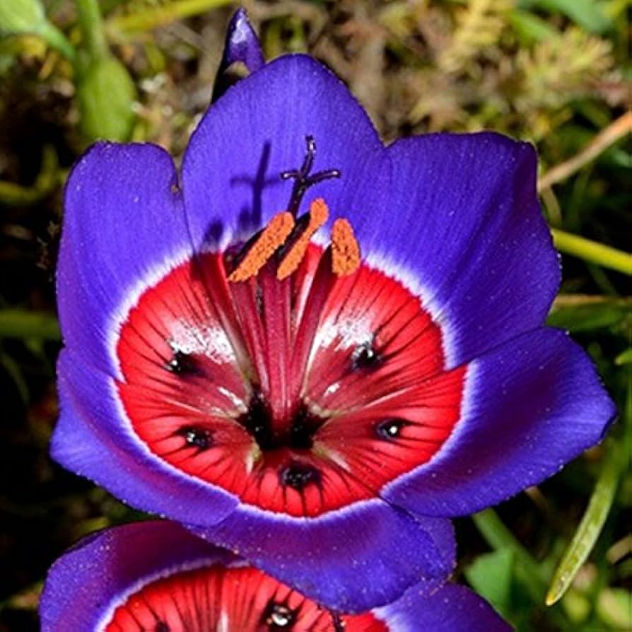 Blue Red flower seeds
