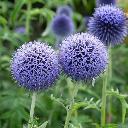 Blue Ritro flower seeds