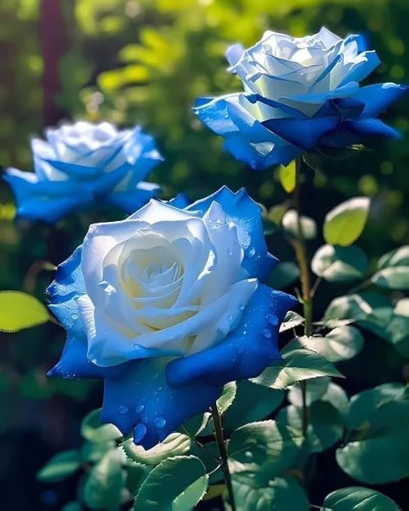Blue Rose flower seeds
