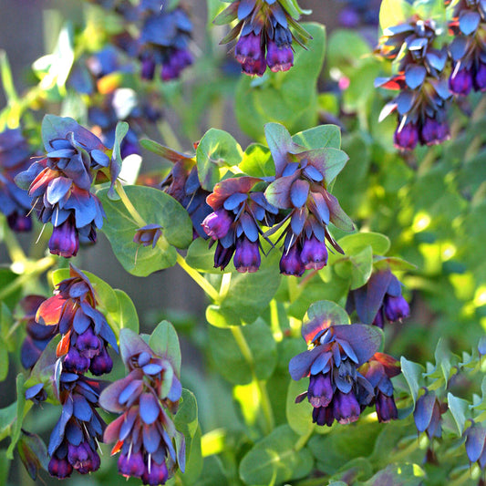 Blue Shrimp flower seeds