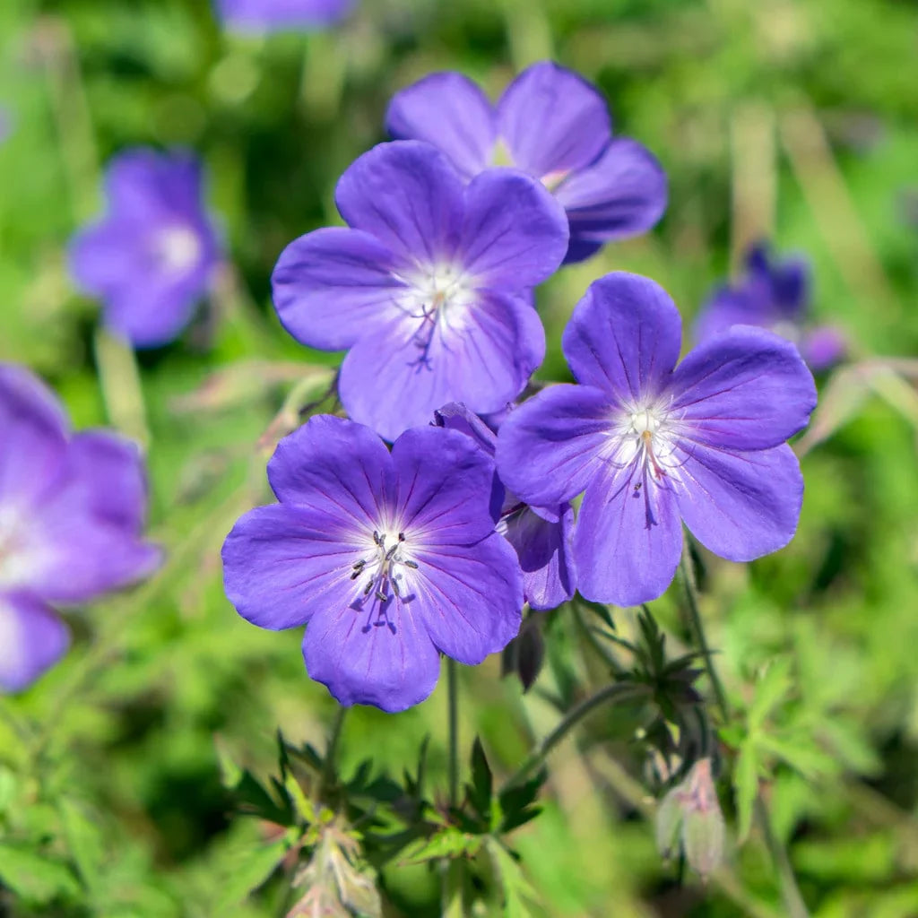 Blue Univalve flower seeds