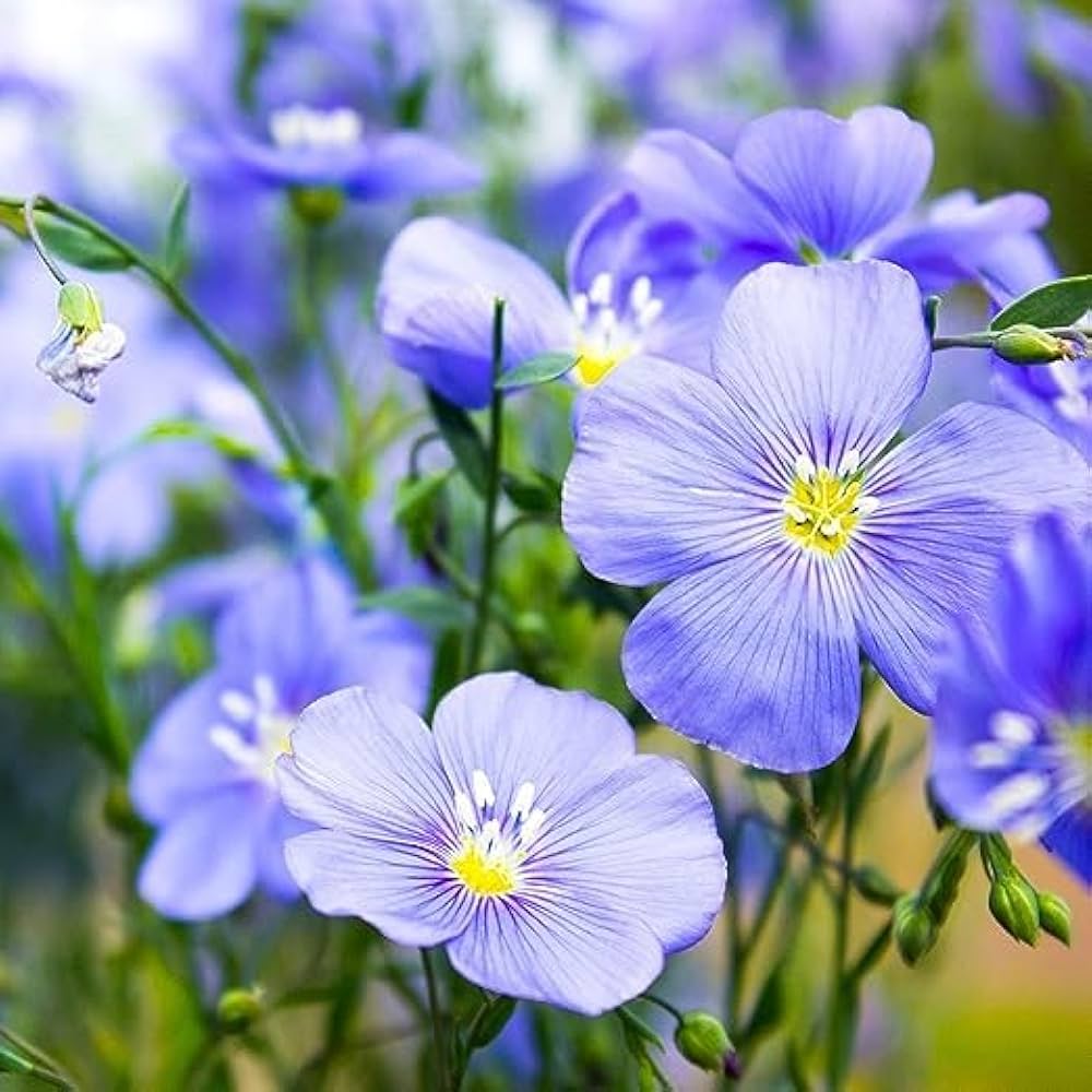 Blue Usitatissimum flower seeds