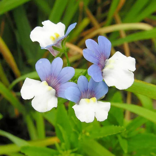 Blue White flower seeds