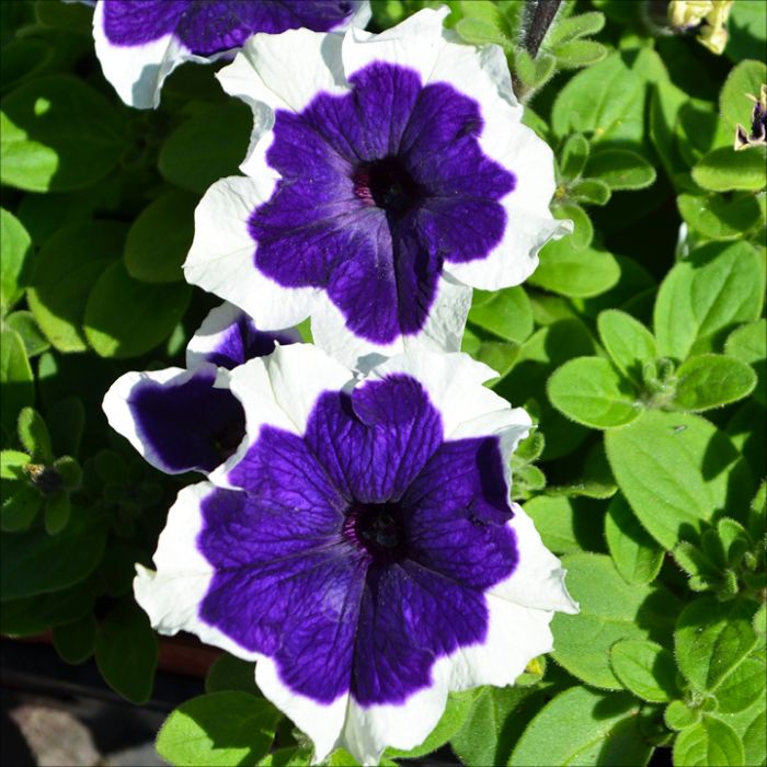 Blue White flower seeds