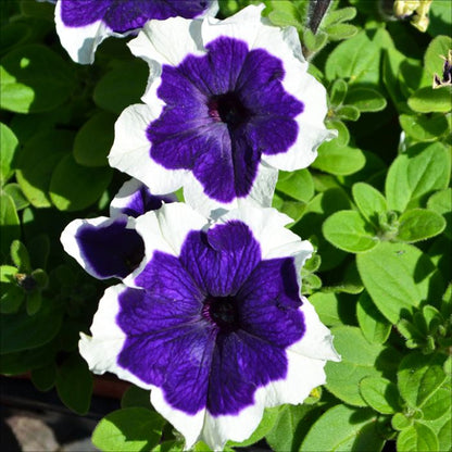 Blue White flower seeds