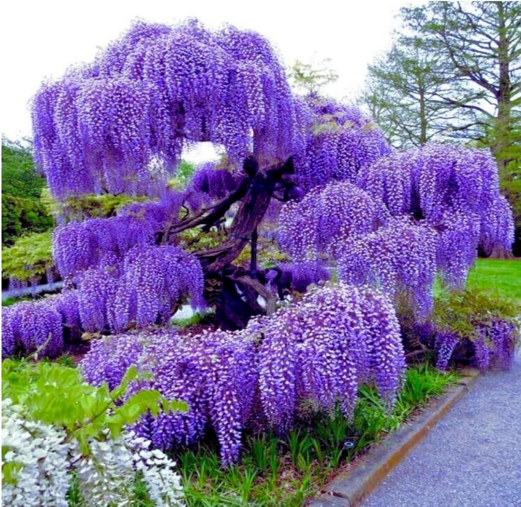 Blue Wisteria flower seeds
