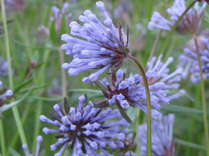 Blue Woodruff flower seeds