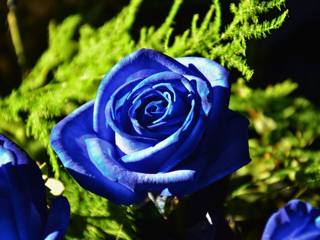 Dark Blue flower seeds