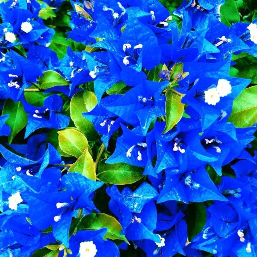Blue Bougainvillea flower seeds