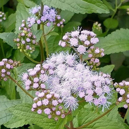 Hardy Ageratum Mistflower plant