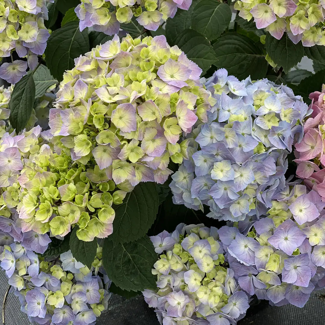 Blue Yellow flower seeds