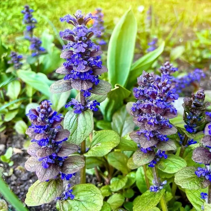 Blue Ajuga Reptans plant