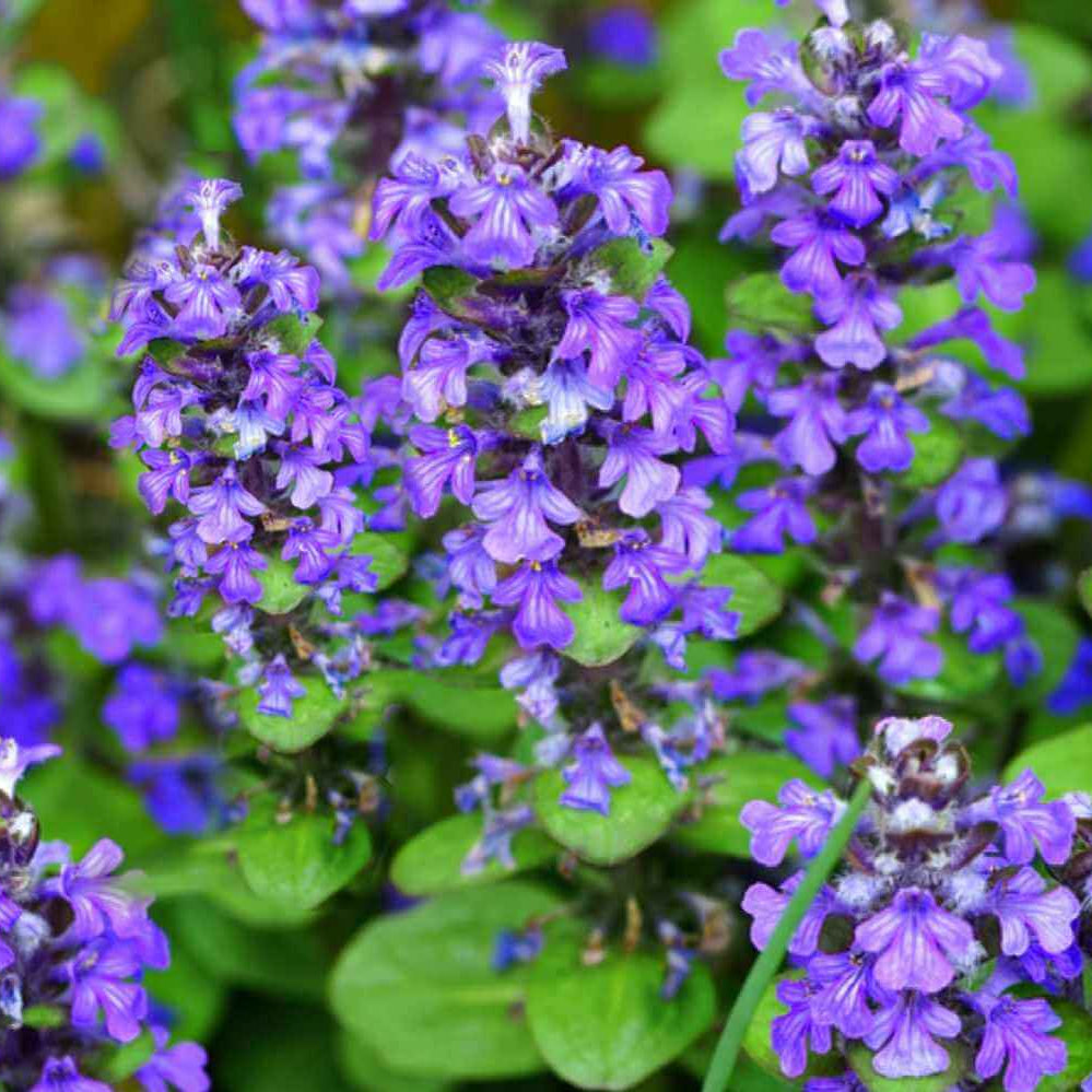 Blue Ajuga Reptans plant