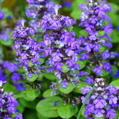 Blue Ajuga Reptans plant