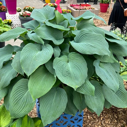 Blue Angel Hosta plant