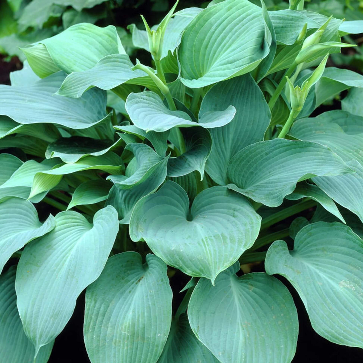 Blue Angel Hosta plant