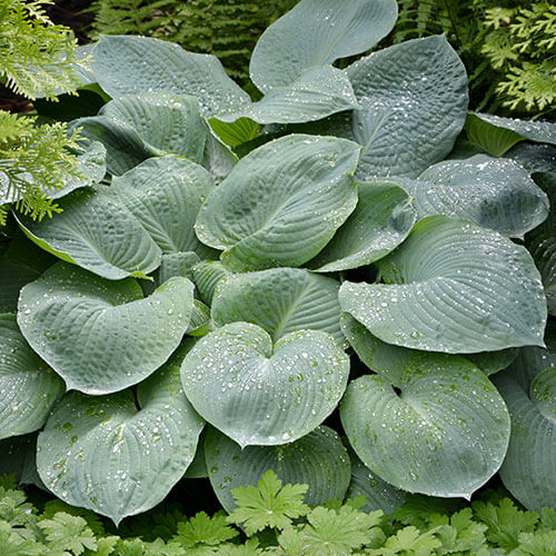 Blue Angel Hosta plant