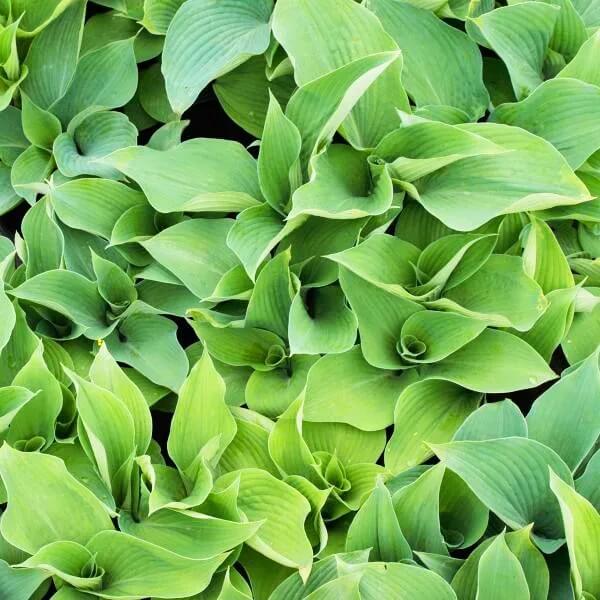 Blue Angel Hosta plant
