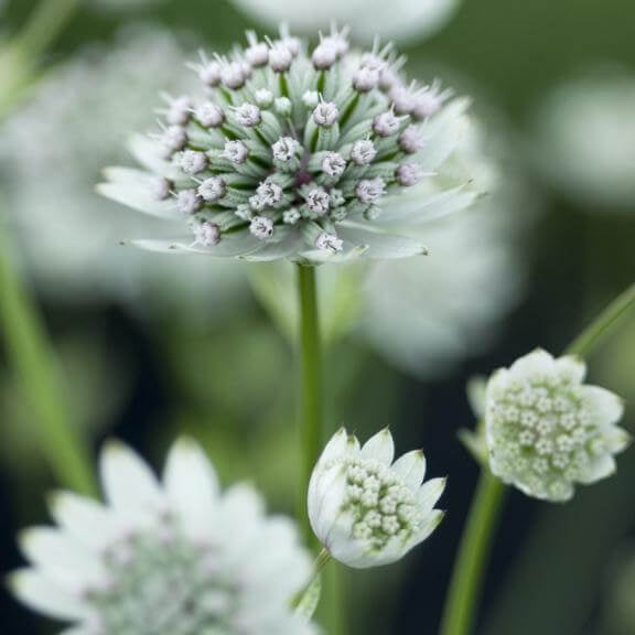 Blue Astrantia plant