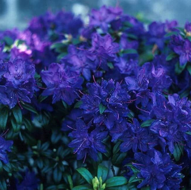 Blue Azalea plant