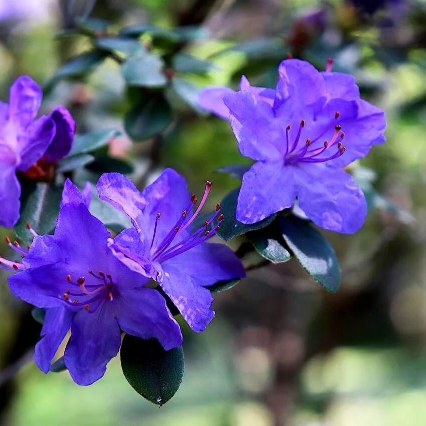 Blue Azalea plant