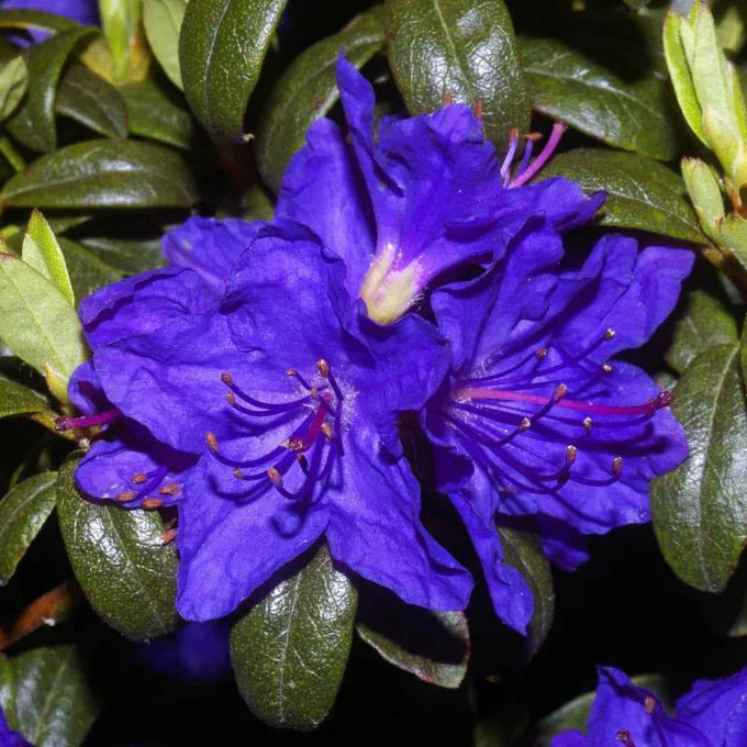 Violet Rhododendron flower seeds