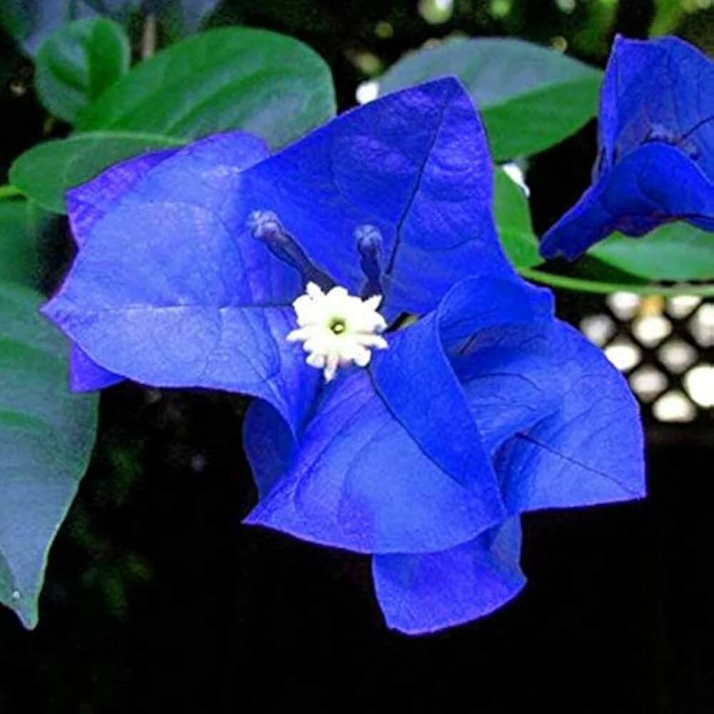 Blue Bougainvillea plant