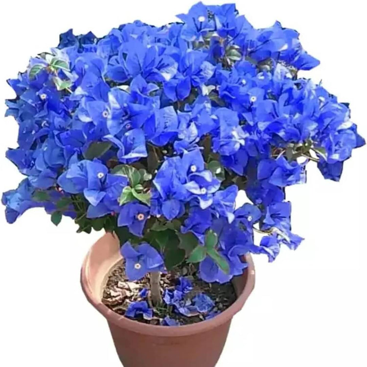 Blue Bougainvillea plant
