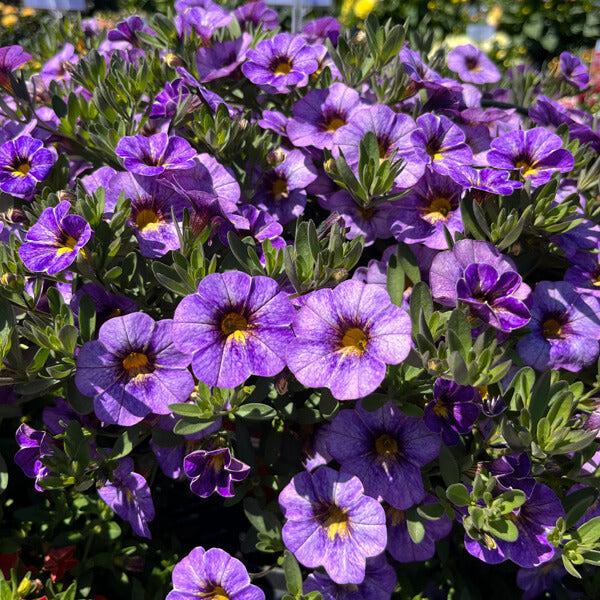 Blue Calibrachoa plant