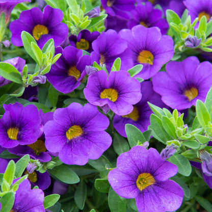 Blue Calibrachoa plant
