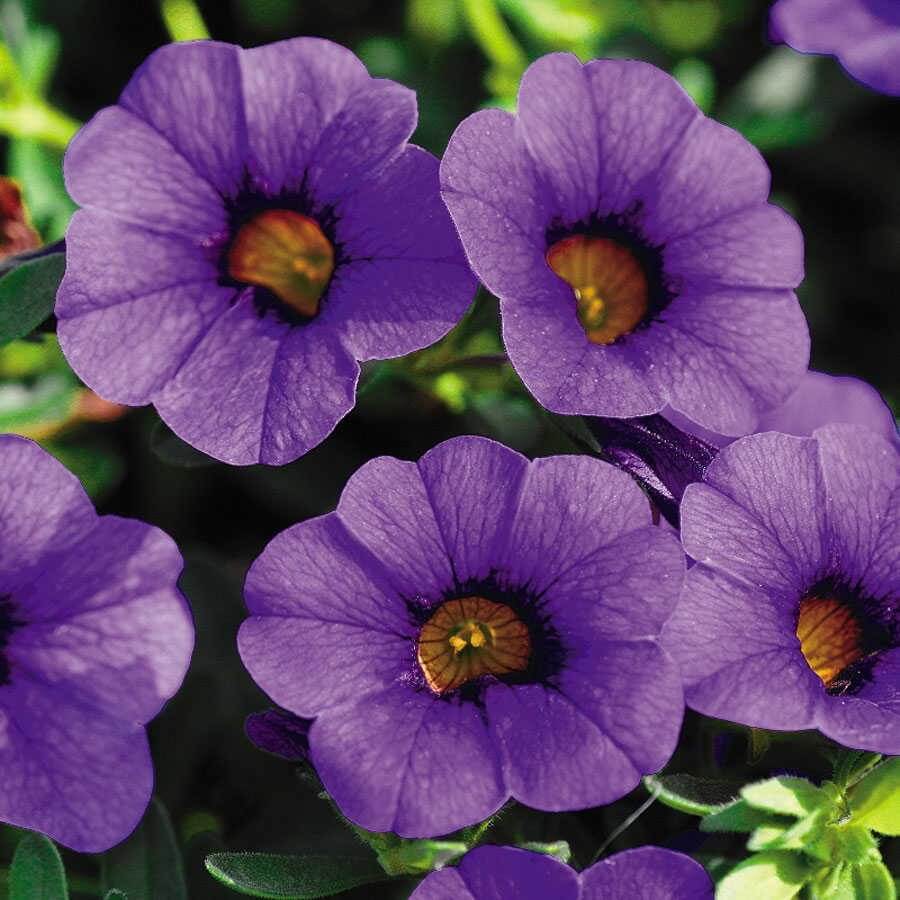 Blue Calibrachoa plant