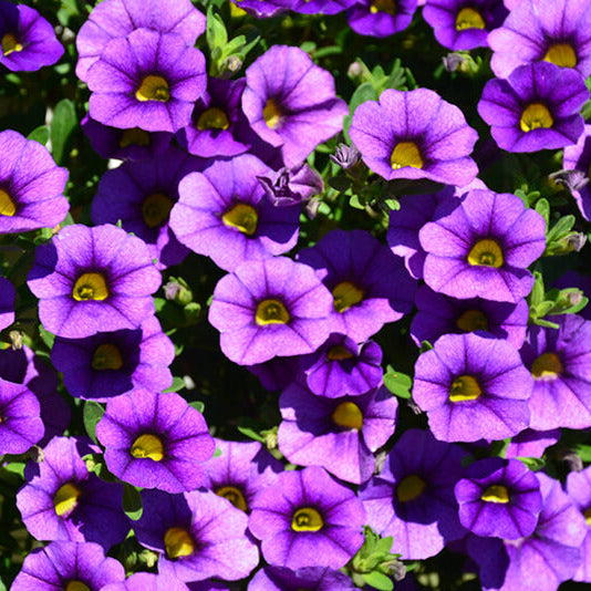 Blue Calibrachoa plant