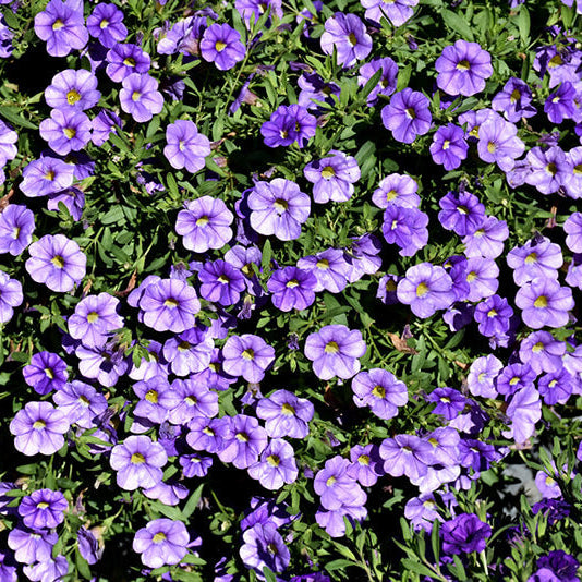 Blue Calibrachoa plant