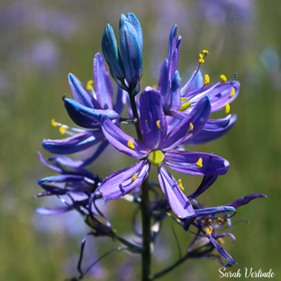 Camassia Blue Camas plant