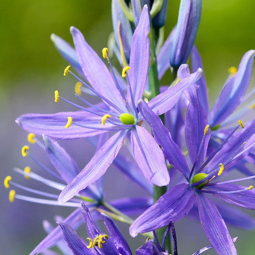 Camassia Blue Camas plant